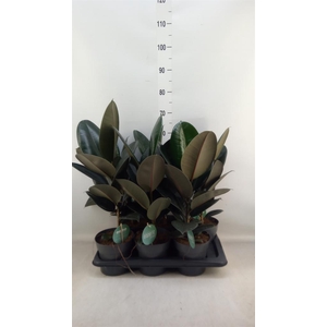 Ficus elastica 'Abidjan'