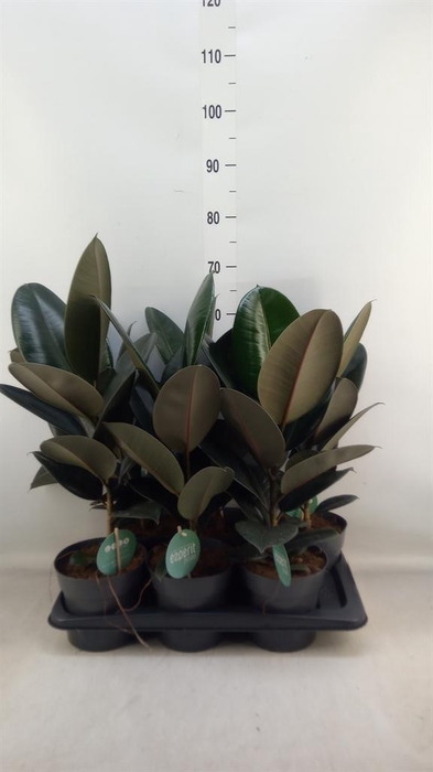<h4>Ficus elastica 'Abidjan'</h4>