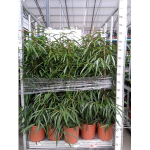 Ficus binn. 'Alii'