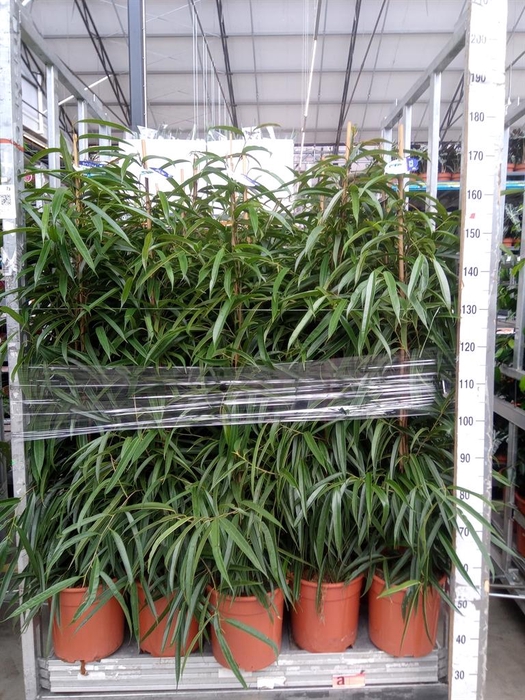 <h4>Ficus binn. 'Alii'</h4>