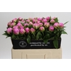 Paeonia Dr Alexander Fleming
