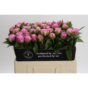 Paeonia Dr Alexander Fleming