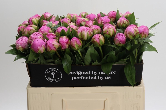 <h4>Paeonia Dr Alexander Fleming</h4>