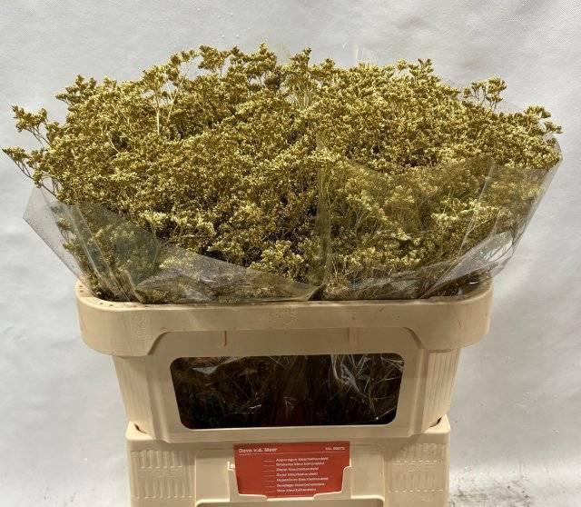 <h4>LIM OV KLB H%</h4>