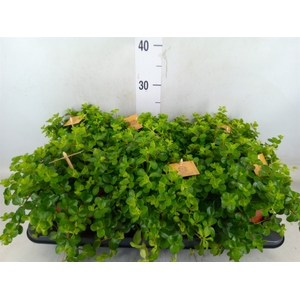 Peperomia rotundifolia