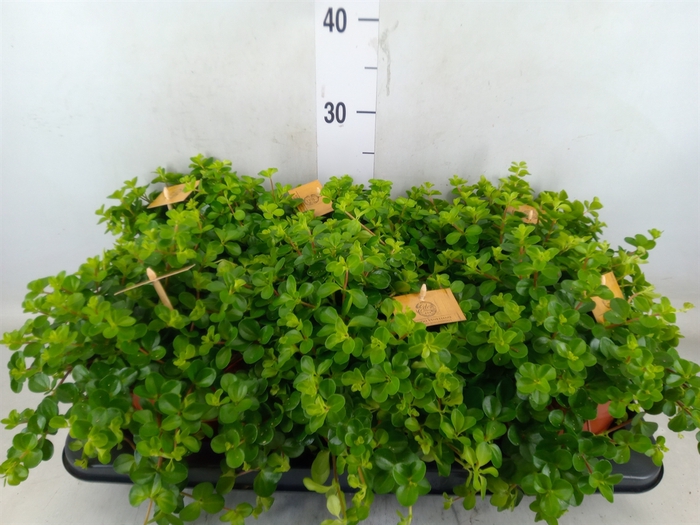 <h4>Peperomia rotundifolia</h4>