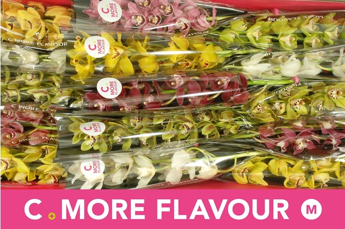 <h4>CYMB MI GEM</h4>