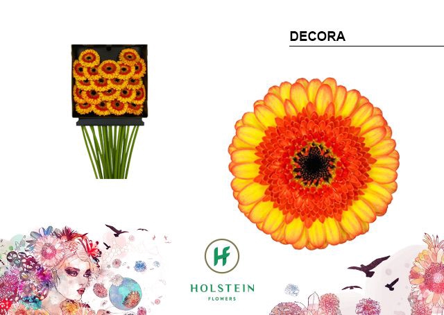 <h4>GE MI DECORA DIA KAART x40</h4>
