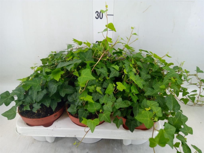 <h4>Hedera helix 'Anna'</h4>