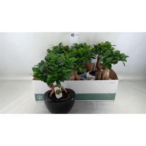 Ficus microcarpa 'Ginseng'