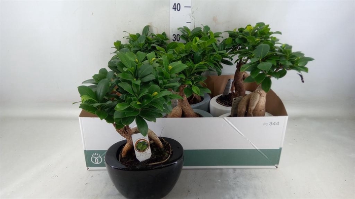 <h4>Ficus microcarpa 'Ginseng'</h4>