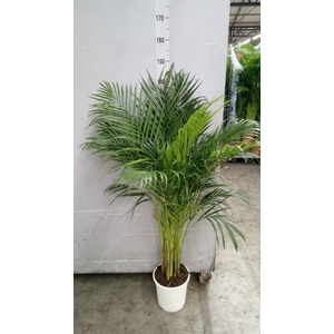 Dypsis lutescens   ...Chrysalidoca
