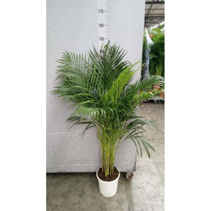 <h4>Dypsis lutescens   ...Chrysalidoca</h4>