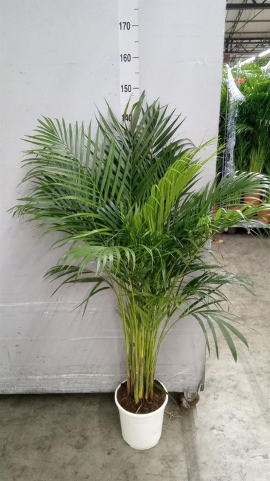 Dypsis lutescens   ...Chrysalidoca