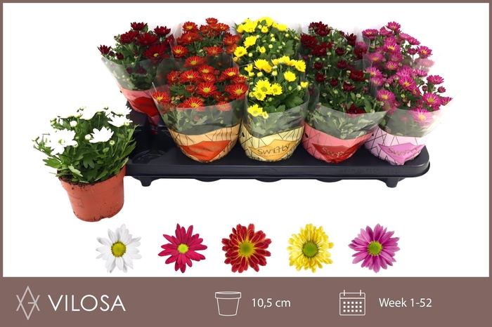 <h4>CHRYS SWIFTY GEM</h4>