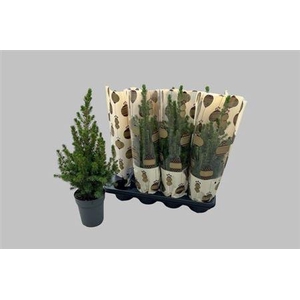 Picea Gl Conica Hoes