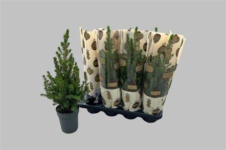 <h4>Picea Gl Conica Hoes</h4>