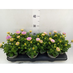 Osteospermum  'Margarita Pink Flar'