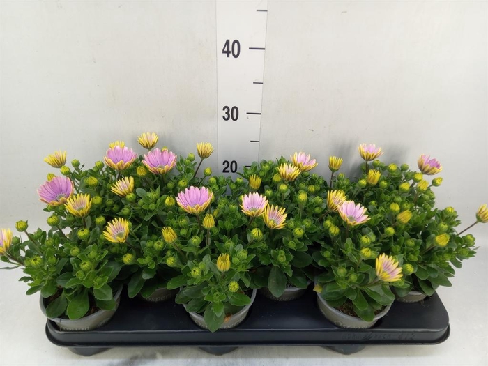 <h4>Osteospermum  'Margarita Pink Flar'</h4>