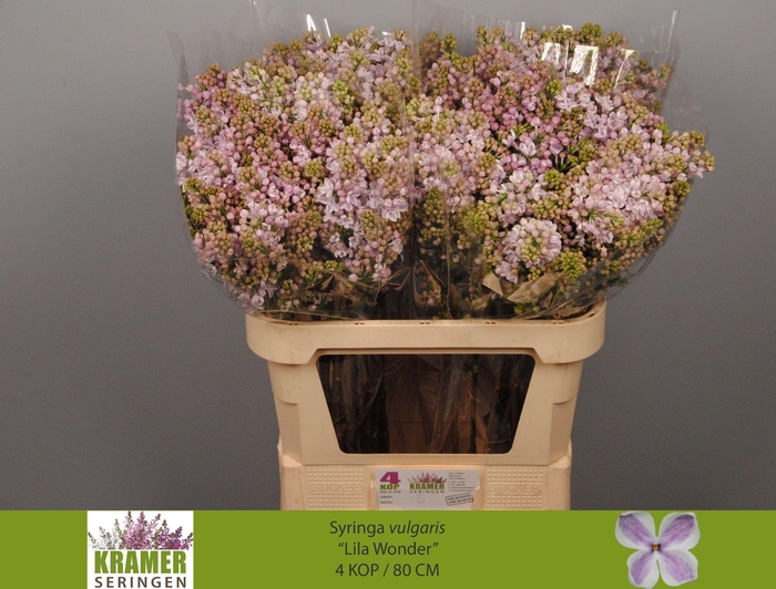 <h4>SYR V LILA WONDER</h4>