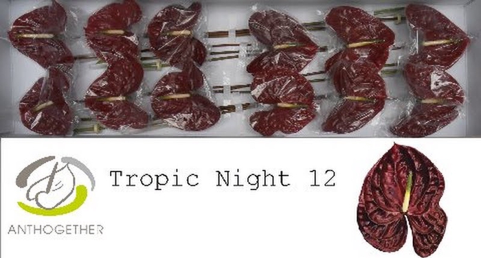 <h4>Anth A Tropic Night 13 cm X12 Oosterzon</h4>