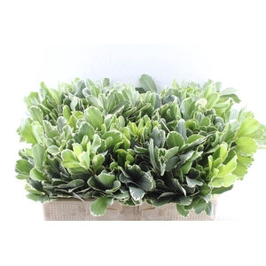 Pittosporum Ilan
