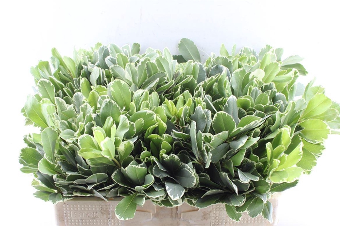 <h4>Pittosporum Ilan</h4>