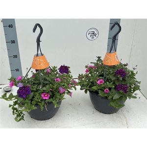 Overig perkplanten gemengd in pot