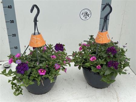 <h4>Overig perkplanten gemengd in pot</h4>
