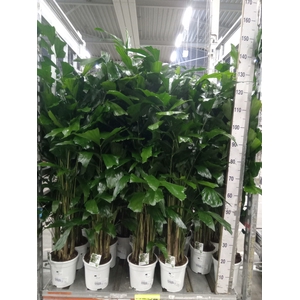 Caryota mitis