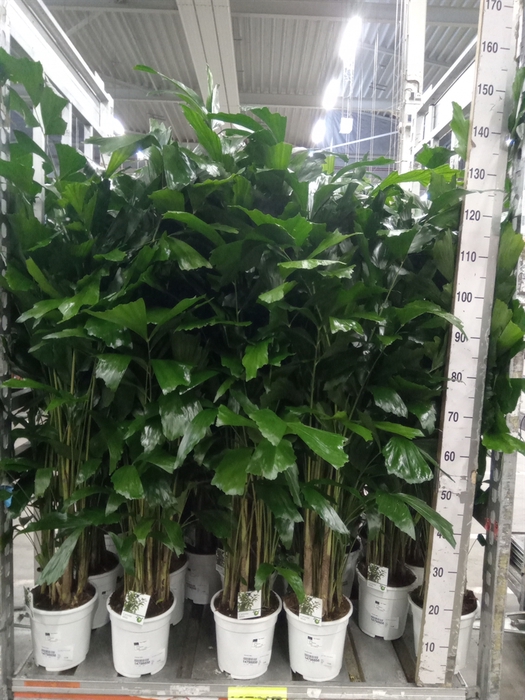 <h4>Caryota mitis</h4>
