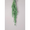 GESTABILISEERD AMARANTHUS (H) LICHTGROEN