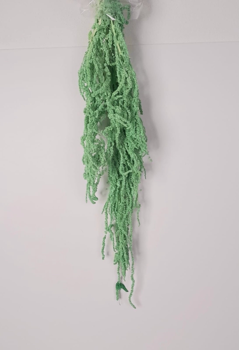 GESTABILISEERD AMARANTHUS (H) LICHTGROEN