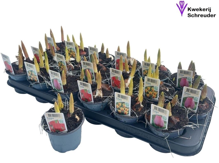 <h4>TUL GEM 3 KLEUREN</h4>