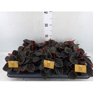 Peperomia