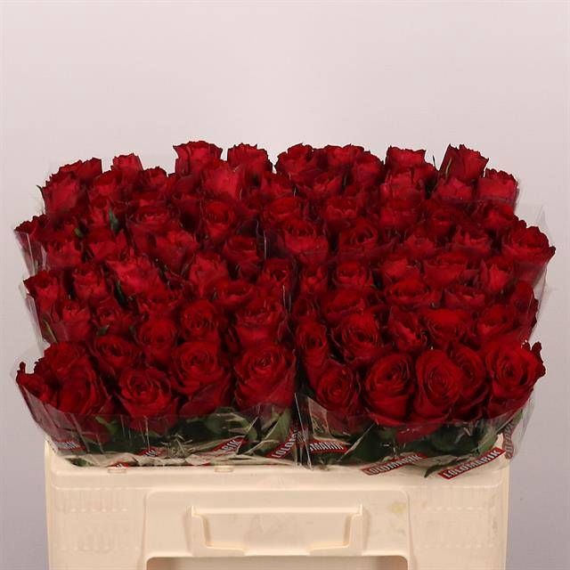 <h4>R GR MADAM RED</h4>