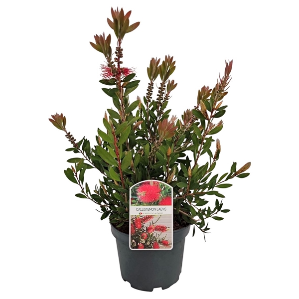 <h4>Callistemon Laevis Bush - 1153</h4>