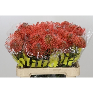 Nutans Ayoba Pink Guava