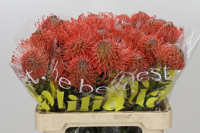 <h4>Nutans Ayoba Pink Guava</h4>