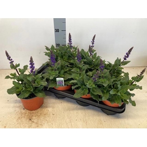 SALVIA NE SE DP BLUE