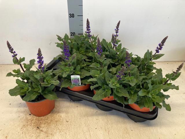 <h4>SALVIA NE SE DP BLUE</h4>