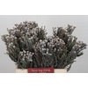 Kaaps Groen Silver Brunia