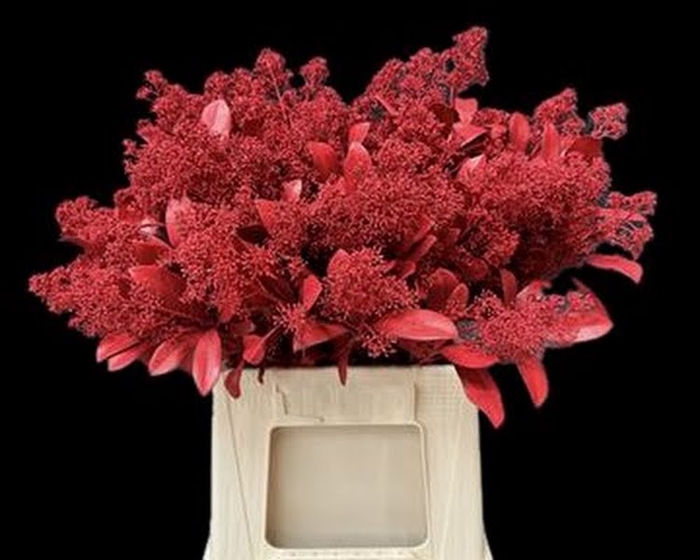 <h4>Skimmia Klb Red</h4>