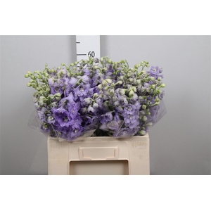 Delph El Centu Lavender