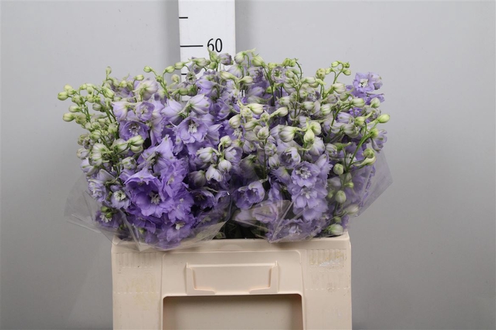 <h4>Delph El Centu Lavender</h4>