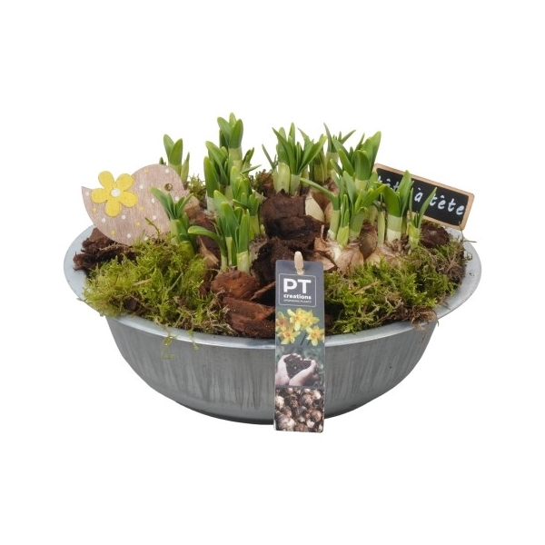 <h4>PTN5055 Arrangement Narcis in zink schaal</h4>