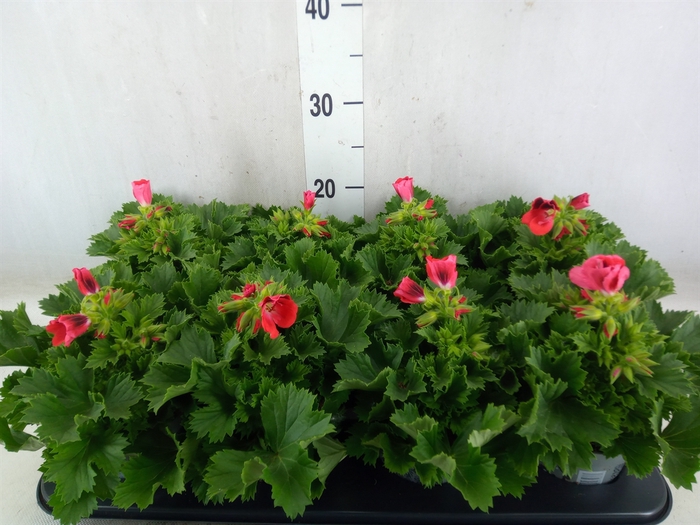 <h4>Pelargonium gran.   ...</h4>