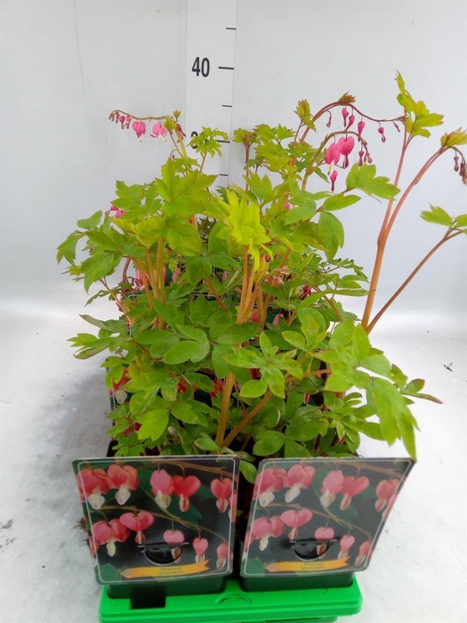 <h4>Dicentra spectabilis</h4>