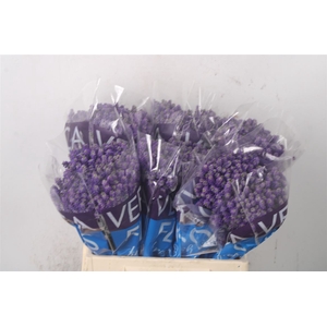 VERONICA SMART FOUNTAIN BLUE