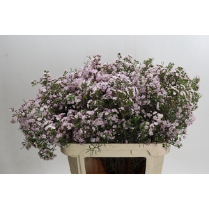 Chamelaucium Dancing Queen